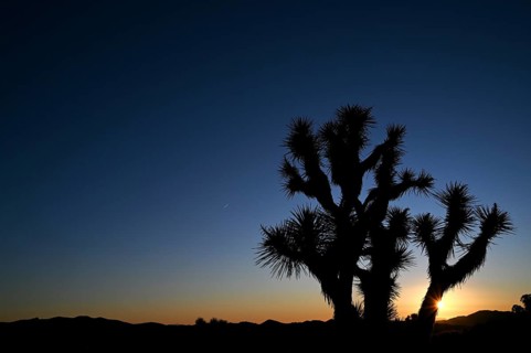 Sunrise in Joshua Tree National Park, California, USA, North America