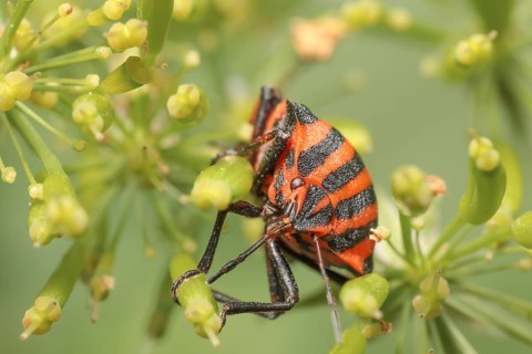 Striped bug sucks on an umbellifer, Striped bug sucks on a umbellifer