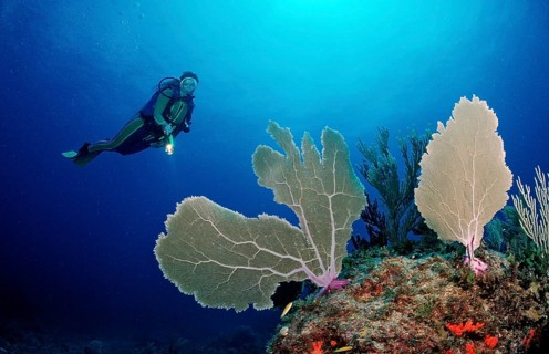 Coral reef and divers, Punta Cana, Caribbean Sea, Dominican Republic, Central America