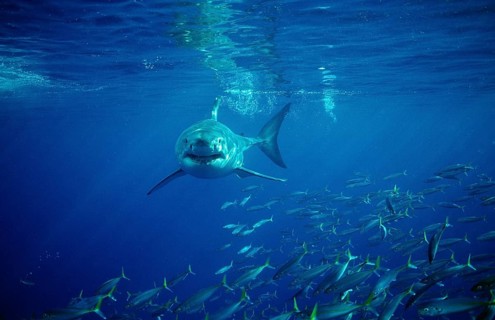 Great white shark, Carcharodon carcharias, South Africa, Dyer Island, Gansbaai, Atlantic Ocean,
