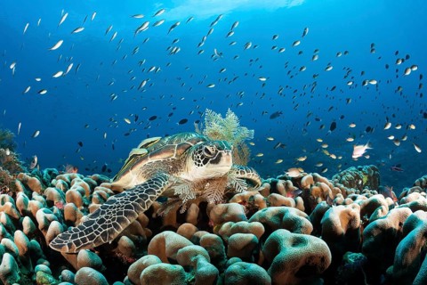 Green turtle, Chelonia mydas, Raja Ampat, West Papua, Indonesia, Asia