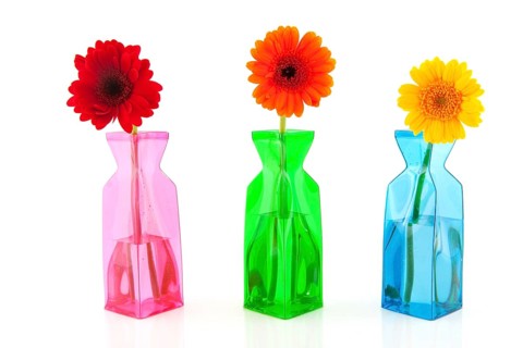 Colorful Gerber in modern glass vases isolated over white