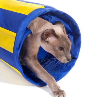Siamese cat is playing with a tunnel