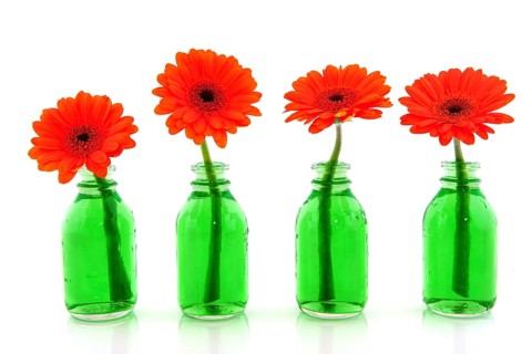 Row with orange Gerber in green bottles