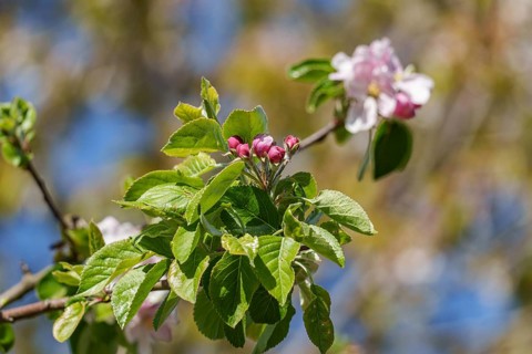 Branch with green leaves and buds in front of the sky, borken, münsterland, germany