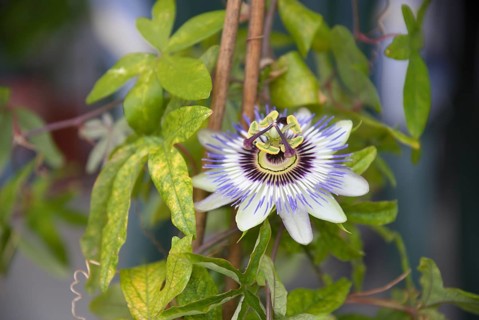 Vigorously flowering passion flower - stamens and ovary of the medicinal plant