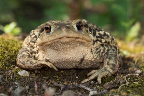 A Mediterranean, common toad in frontal view