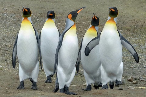 King penguin, king penguins in Antarctica, (Aptenodytes patagonicus), animals, birds, penguins,