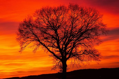 Sunset tree in front of a reddish-orange sky