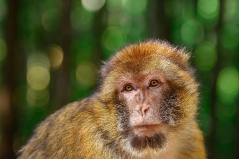 Closeup Portrait of Barbary Macaque (Macaca Sylvanus) Salem, Germany, Europe
