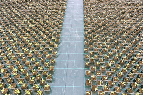 Baby plants growing inside of pots greenhouse nursery