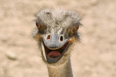 Close-up portrait of an ostrich Prosenik, Bulgaria, Europe