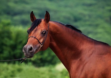Portrait of bay arabian stallion at mountain background