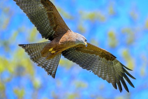 A majestic black kite (Milvus migrans) flying against a blurred, colourful background, Kellerwald