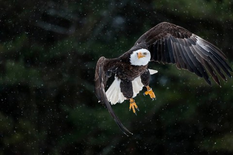 A North American bald eagle (Haliaeetus leucocephalus) at a bird of prey nature reserve