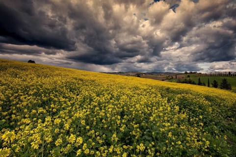 The beautiful colours of the spring in the landscapes of Crete Senesi in Tuscany