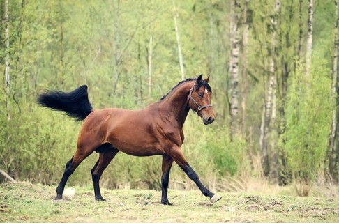 Cantering bay horse. spring