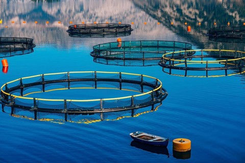 Fish farm in Montenegro. The farm for breeding and fish farming in the Bay of Kotor