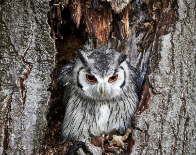 A Transforming Owl lives on small mammals and rodents