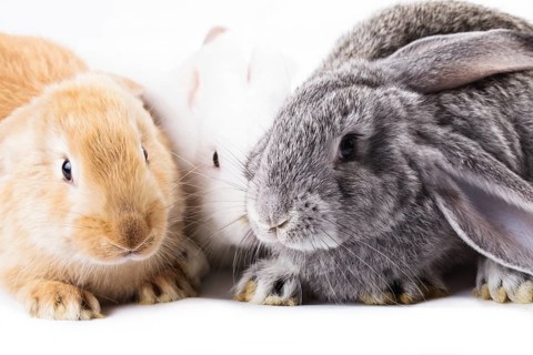 Three young rabbits on white, close up