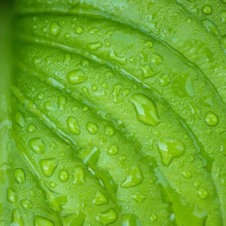 Hosta leaves as a figure green pattern with raindrops