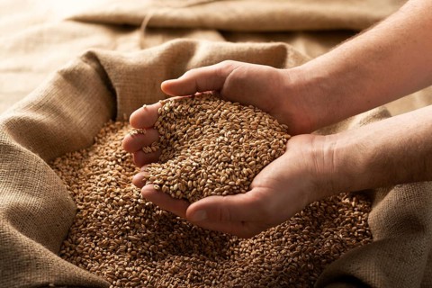 Caucasian male showing wheat grains in his hands over burlap sack, food photography, food