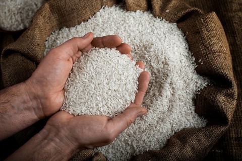 Human hands holding handful of rice over burlap sack