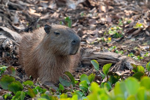 Capybara or capybara (Hydrochoerus hydrochaeris), Pantanal, inland, wetland, UNESCO Biosphere
