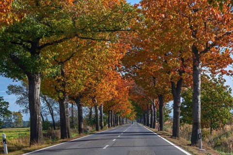Avenue