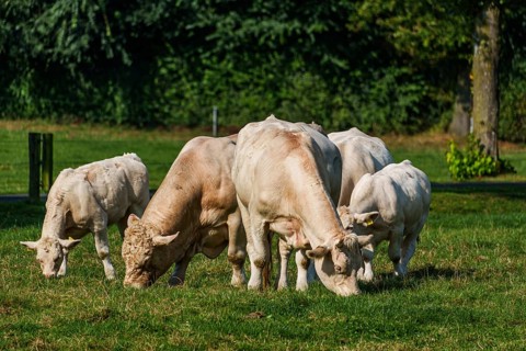 A group of white cows grazing peacefully on a sunlit green pasture, Weseke, Münsterland, Germany,