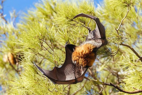 Flying Fox colony in trees in the city of Adelaide in South Australia, Australia, Oceania