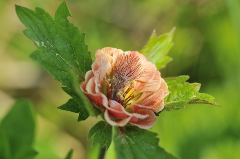 Blossom of water avens. Blossom of Water avens