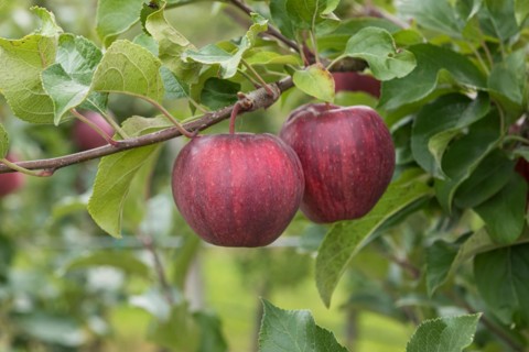 Apple (Malus domestica CAMEO), Cambridge Botanical Garden, Germany, Europe