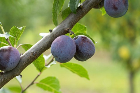 Plum (Prunus domestica 'Anna Späth'), Bundessortenamt Prüfstelle Wurz, Germany, Europe