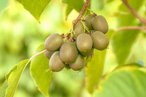 KiwiBerry (Actinidia 'Victoria'), Bavarian State Institute for Viticulture and Horticulture,