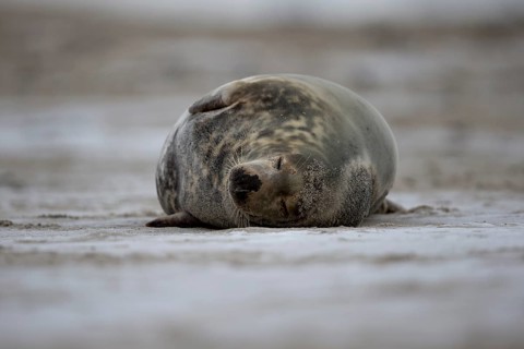 Sleeping female grey seal on the beach of the Helgoland dune
