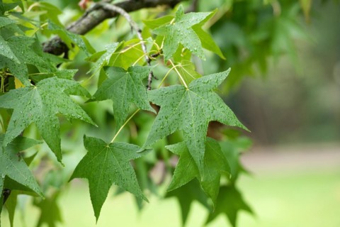 American sweetgum (Liquidambar styraciflua), Cambridge Botanical Garden, Germany, Europe