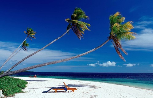 Coconut palms on a sandy beach, Indonesia, Wakatobi Dive Resort, Sulawesi, Indian Ocean, Banda Sea,