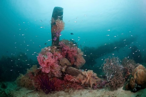Lockheed P-38 Lightning Fighter aircraft wreckage, Marovo Lagoon, Solomon Islands, Oceania