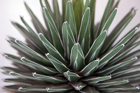 Agave victoriae reginae plant