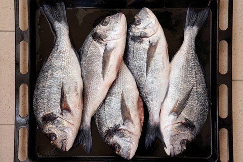 Fish for cooking, fresh dentex, dentex dentex, food, Chioggia, Veneto, Italy, Europe