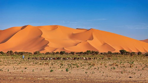 Majestic sand dunes against a clear sky with sparse vegetation, goatherds in the Sahara in Algeria