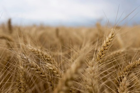 Summer wheat field and Storm clouds