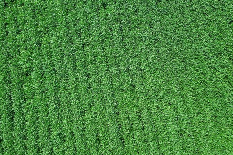Green ripening soybean field. Rows of green soybeans Aerial