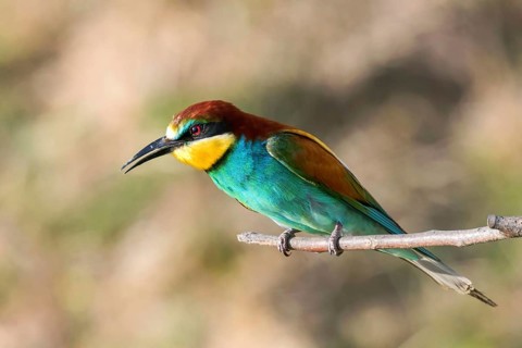 European Bee Eater (Merops Apiaster)