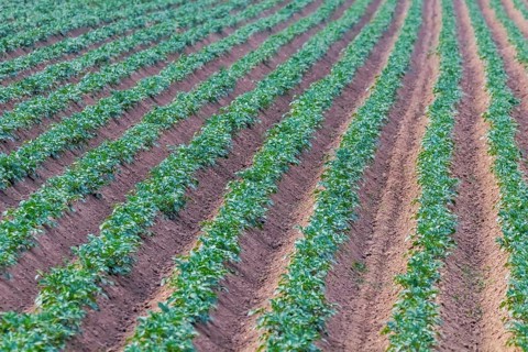 Potato Crops In a Row, Green Field, Potato Field