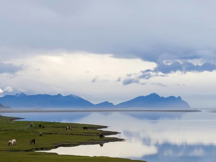Grazing Icelandic horses, morning mood by the sea, near Reynivellir, South Iceland, Iceland, Europe
