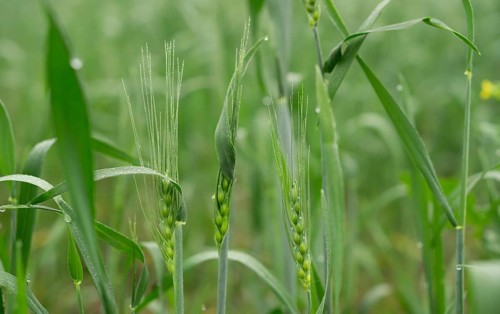 Close-up view of young wheat stalks in a field, covered in tiny dewdrops. The vibrant green color