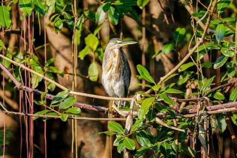 Close-up of a Striated Heron perching in a tree in sunlight, Pantanal Wetlands