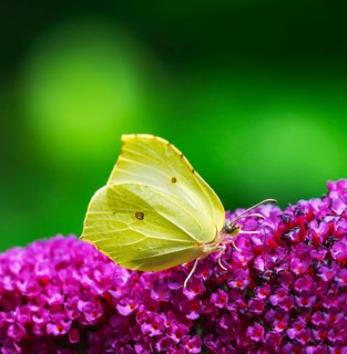 Macro of a yellow brimstone butterfly pollinating on a flower